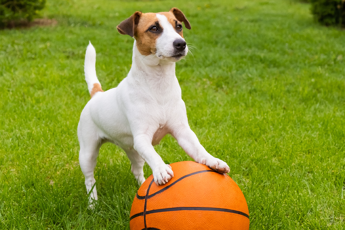 Eco-Friendly Weed Control